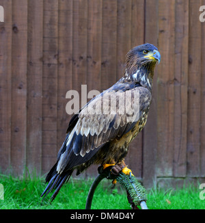 Captive juvenile Weißkopfseeadler, Haliaeetus leucocephalus Stockfoto