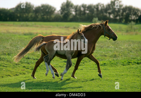 German Riding Pony, Deutsches Reitpony Im Galopp, Stockfoto