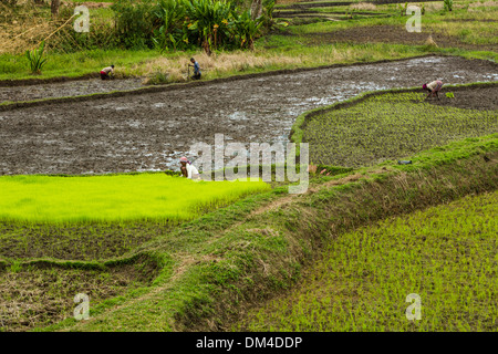 Landwirte zu verpflanzen Reis Stiele in ländlichen Fenerive Est Bezirk, Madagaskar. Stockfoto