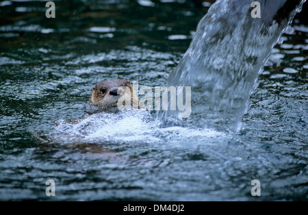 North American River Otter (Lontra Canadensis) Anfang Fischotter Im Wasser Nordamerikanischer (Lontra Canadensis) Stockfoto