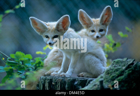 Fennek (Vulpes Zerda) Wuestenfuchs, Wüstenfuchs Fennec (Vulpes Zerda) Stockfoto