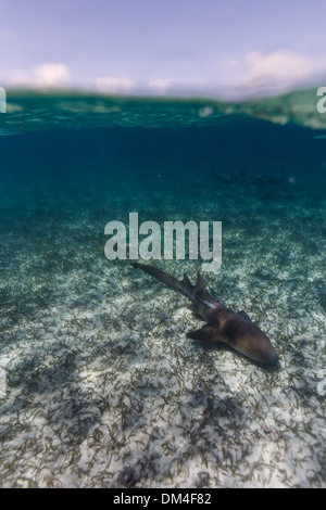 Nahaufnahme von Ammenhaien, die im Hol Chan Marine Reserve schwimmen Stockfoto