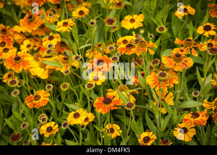Leuchtend orange Helenium Blüten (Chipperfield Orange) Stockfoto