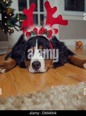 Ein junger Berner Sennenhund trägt Geweih und eine Weihnachtsmütze zu Weihnachten Stockfoto