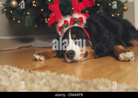 Ein junger Berner Sennenhund trägt Geweih und eine Weihnachtsmütze zu Weihnachten Stockfoto