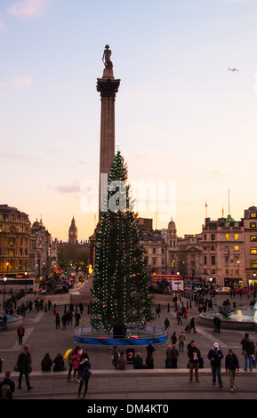 Der Weihnachtsbaum am Trafalgar Square in London. Stockfoto