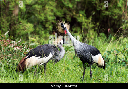 Grey gekrönter Kran (Balearica Regulorum) Volcanoes National Park Ruanda Afrika Stockfoto