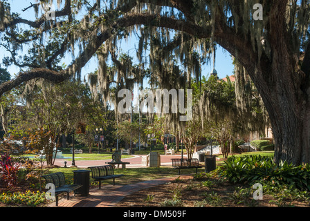 Spanischer Moos hängt an einer riesigen Eiche am Eingang des Westcott Building zur Florida State University in Tallahassee, Florida. (USA) Stockfoto