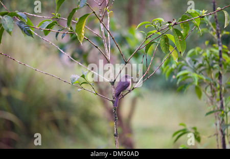 Ein Vogel sitzt am Kaffeebaum. Sidamo, Äthiopien Stockfoto