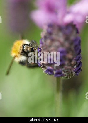 Karde Hummel Ernte Nektar aus Lavendel Hochblatt Stockfoto