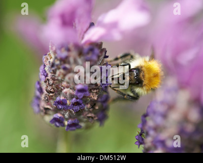 Karde Hummel Ernte Nektar aus Lavendel Hochblatt Stockfoto