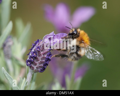 Karde Hummel Ernte Nektar aus Lavendel Hochblatt Stockfoto