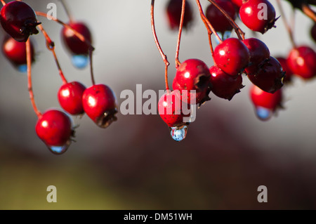 Rowan Beeren Sorbus aucuparia Stockfoto