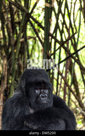 Mountain Gorilla Beringei Beringei Volcanoes-Nationalpark Ruanda Afrika Stockfoto