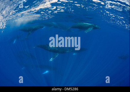 wettbewerbsfähige Gruppe von Buckelwalen, Impressionen Novaeangliae, Maui, Hawaii (Pazifischer Ozean) NMFS Forschung erlauben #15274 Stockfoto