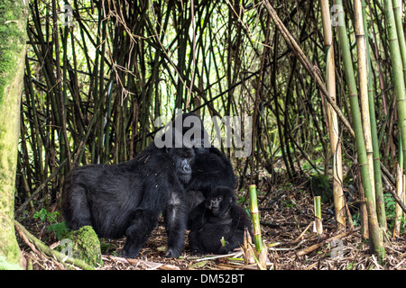 Familie von Berg Gorillas Beringei Beringei Volcanoes National Park Ruanda Afrika Stockfoto