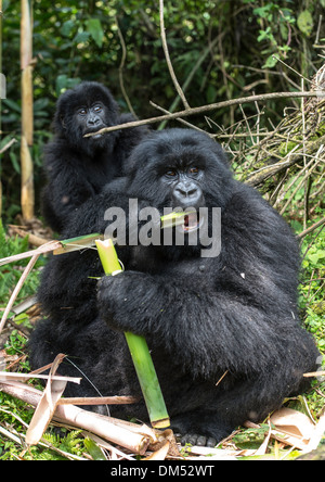 Mountain Gorilla Beringei Beringei Volcanoes-Nationalpark Ruanda Afrika Stockfoto