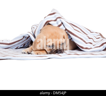 Puggle Hund Stockfoto