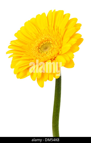 Schöne Daisy Gerbera Blume isoliert auf weißem Hintergrund Stockfoto