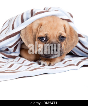 Puggle Hund Stockfoto