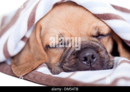 Puggle Hund Stockfoto