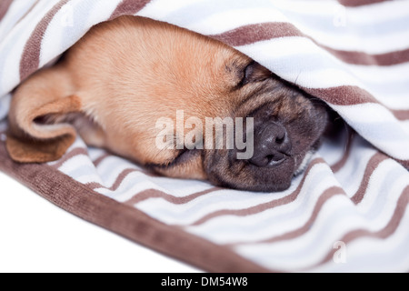 Puggle Hund Stockfoto