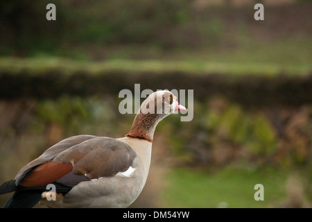 Nilgans im WWT London Wetland Centre Stockfoto