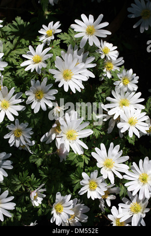 Grecian Windflower Anemone Anemone Blanda "Weiße Pracht" Butterblume. Stockfoto