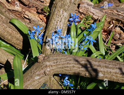 Sibirischer Blaustern, Scilla Siberica, Hyacinthaceae. Stockfoto