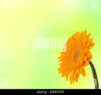 Schöne Daisy Gerbera Blume Stockfoto