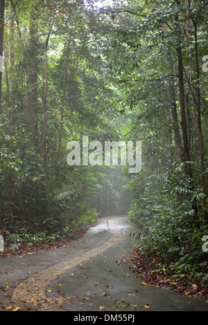 Der Weg schlängelt sich durch die Bukit Timah Nature Reserve im Regen. Stockfoto