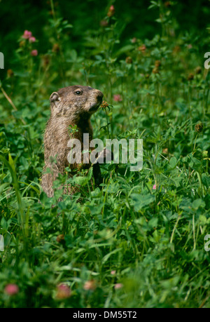 Murmeltier, Marota Monax, Missouri USA Profil im Bereich Essen Stockfoto