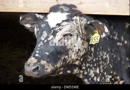 Gefleckte Kalb in Scheune, Maine Stockfoto