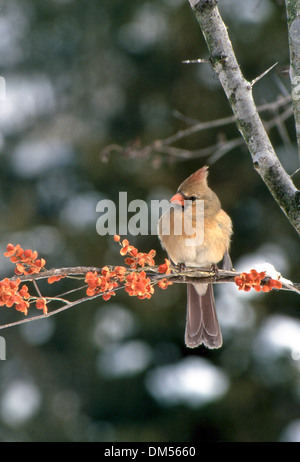 Weibliche Kardinal, Kardinal Cardinalis, auf Ast im Winter mit bittersüßer Beeren und Schnee, Missouri, USA Stockfoto