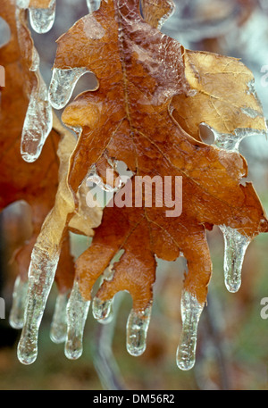 Eichenlaub, Quercus sp, Eiszapfen, triefend in Missouri Stockfoto