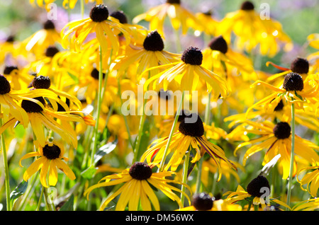 Schwarze Augen Susans Blumen in der Nachmittagssonne an der Yarmouth Gemeinschaftsgarten, Maine Stockfoto