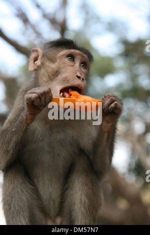 Affe, ein Eis essen Stockfoto