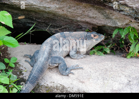 Fette Echse, die keinen Leguan ist. Stockfoto