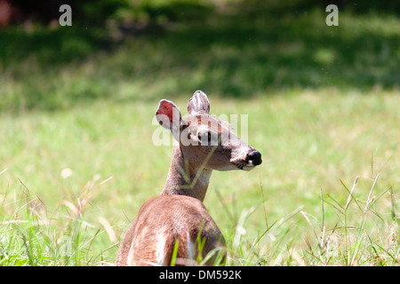 Hirsch-Nahaufnahme Stockfoto