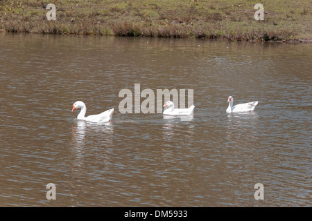 3 weiße Stockenten auf dem See Stockfoto