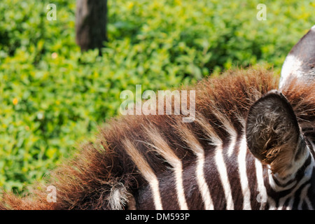 Das Zebra-Ohr Stockfoto