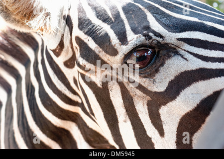 Zebra peek Stockfoto