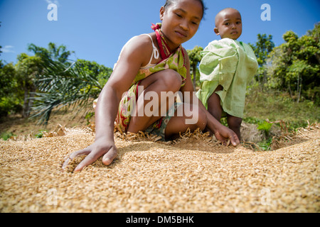 Eine Frau trocknet eine Reisernte in Fenerive Est Bezirk, Madagaskar. Stockfoto