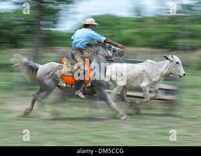 Pantaneiro Cowboys, Reiten, lasso-Kuh, (slow-Shutter) das Pantanal Mato Grosso, Brasilien Stockfoto