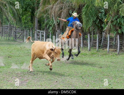 Pantaneiro Cowboy Reiten, Lasso Kuh, The Pantanal Mato Grosso, Brasilien Stockfoto