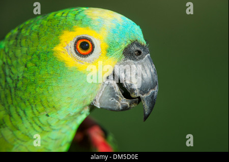 Blau-fronted Amazon Parrot (Amazona Aestiva), Hed Nahaufnahme der Pantanal Mato Grosso, Brasilien Stockfoto