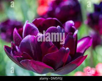 Eine Makroaufnahme einer Tulpe Black Hero in Brooklyn Botanic Gardens in New York City Stockfoto