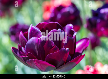 Eine Makroaufnahme einer Tulpe Black Hero in Brooklyn Botanic Gardens in New York City Stockfoto