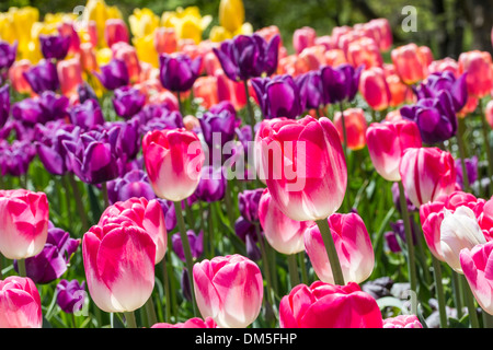 Ein buntes Bett von blühenden Tulpen in Brooklyn Botanic Gardens in New York City Stockfoto