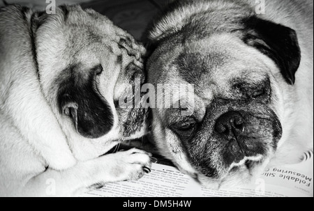 Hund fiel schlafend während ihre Hausaufgaben Stockfoto